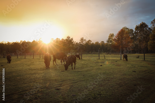 American Bison in field at sunrise © Caseyjadew