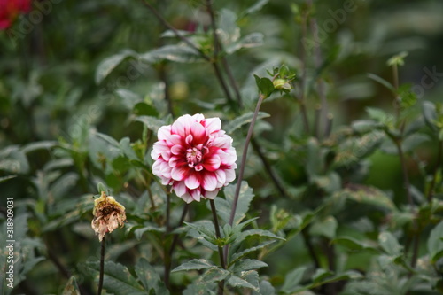 A Natural Flower And Flowering Plant