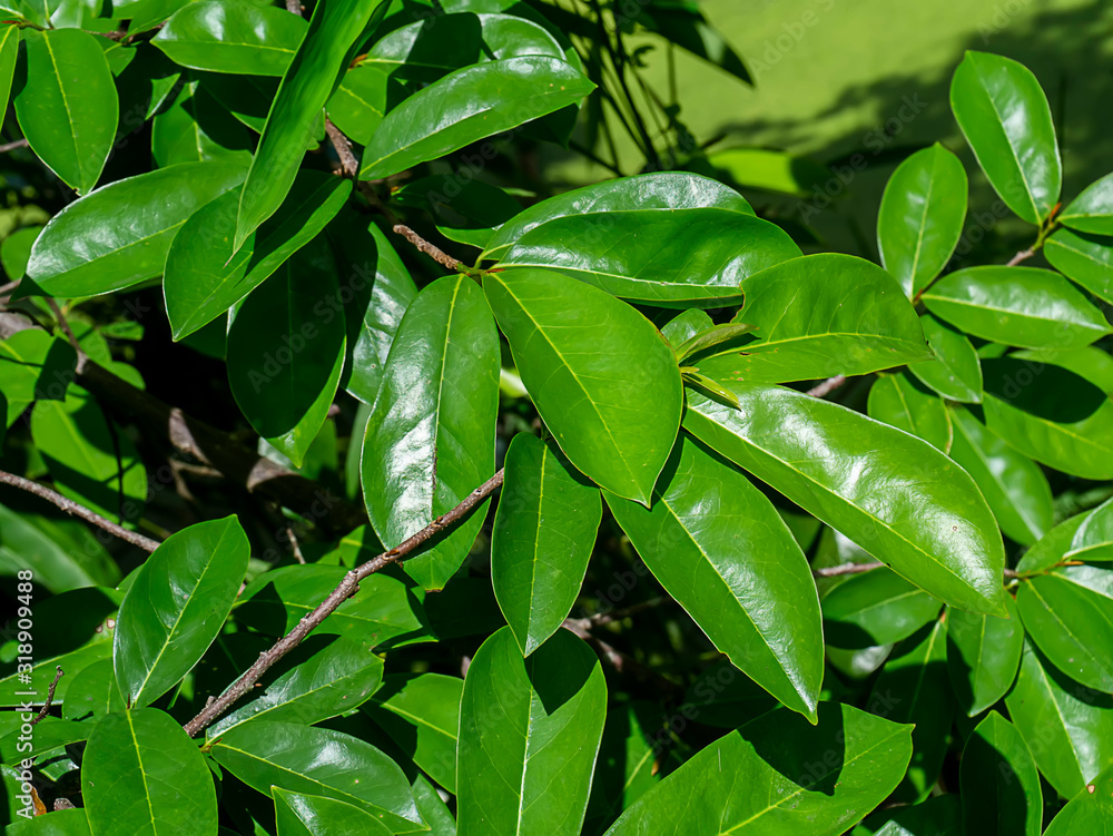 Leaves of Soursop tree or Prickly Custard Apple. Leaves of Soursop tree or Prickly Custard Apple.