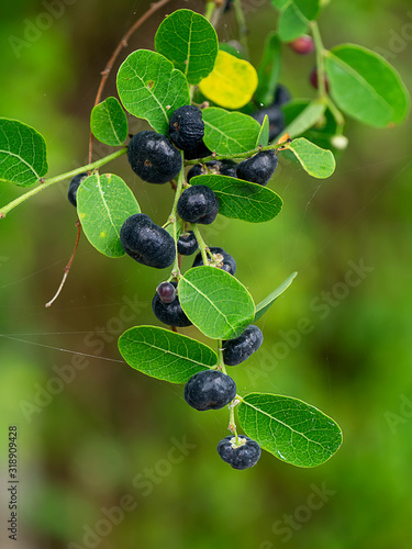 Close up the black fruit