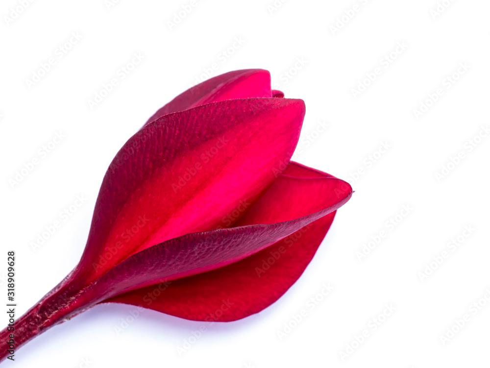 Close up red flowers of frangipani on white background. Close up red flowers of frangipani on white background.