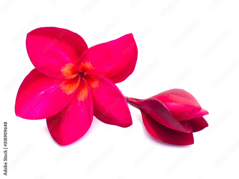 Close up red flowers of frangipani on white background. Close up red flowers of frangipani on white background.