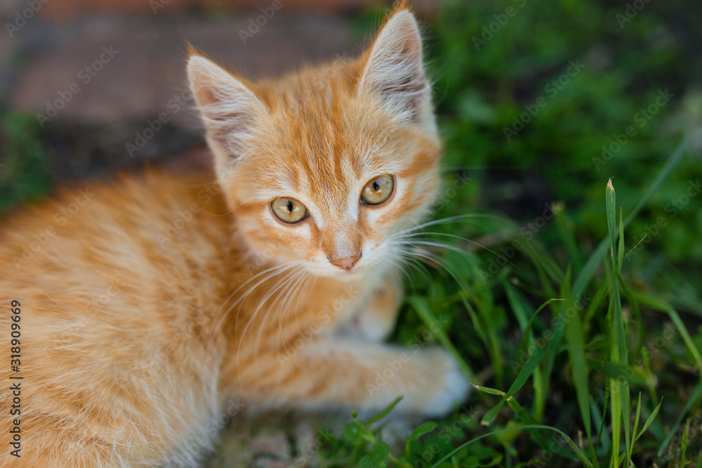 beautiful ginger kitten on green grass. Cute kitten in the park