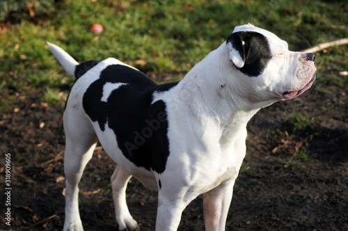 Old englische Bulldogge träumt in der Frühlingssonne