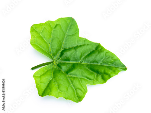 Close up Green ivy leaf on white background.