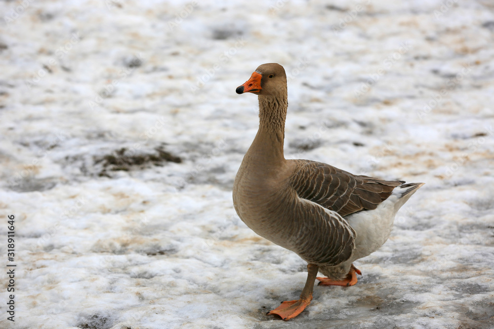 goose walk on a rural farm in winter goose walk on a rural farm in winter