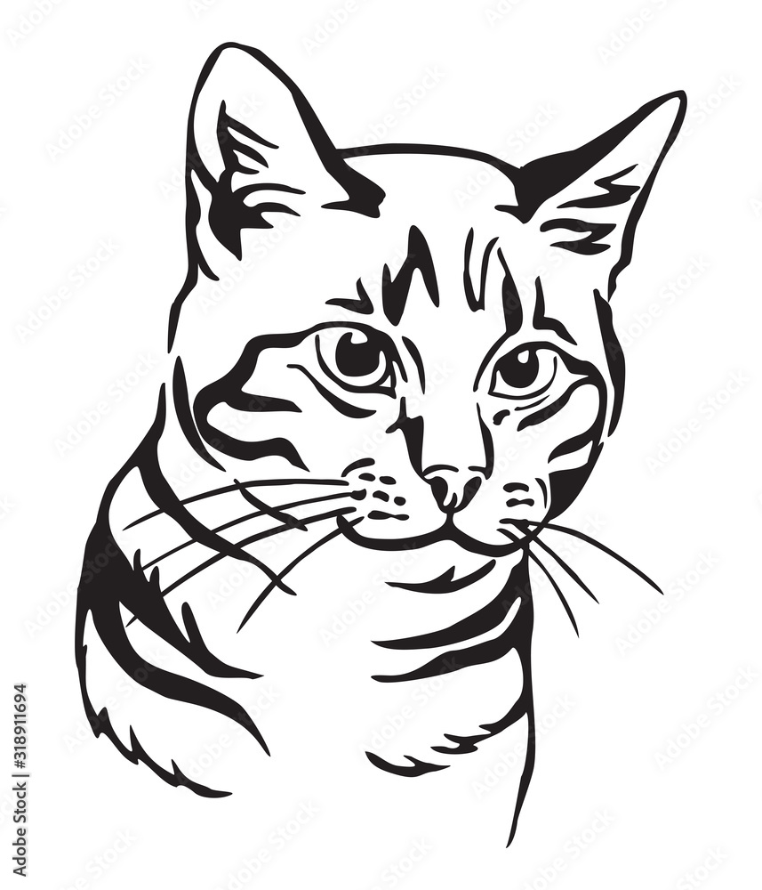 Decorative portrait of Cat 7 Decorative portrait of Cat 7