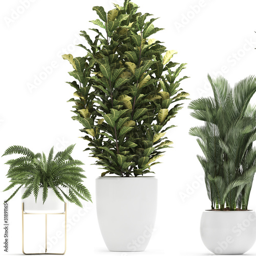 tropical plants in pots on a white background photo