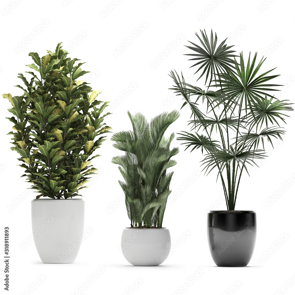 Obraz premium tropical plants in pots on a white background