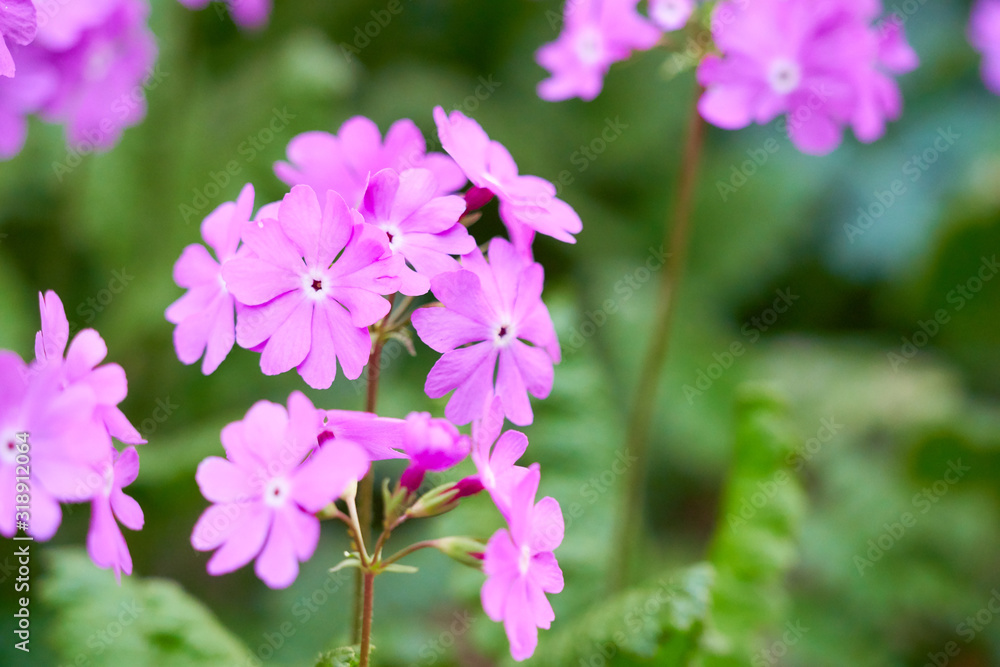 満開の日本サクラソウの花 満開の日本サクラソウの花