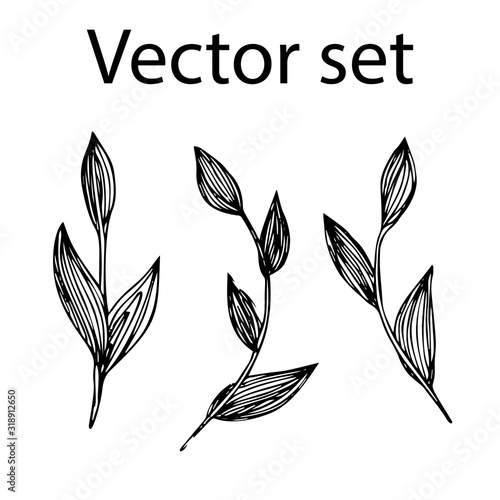 vector set of three twigs of a fantastic plant in sketch style. black contour trace drawing isolated on white. Set for creating floral decorations