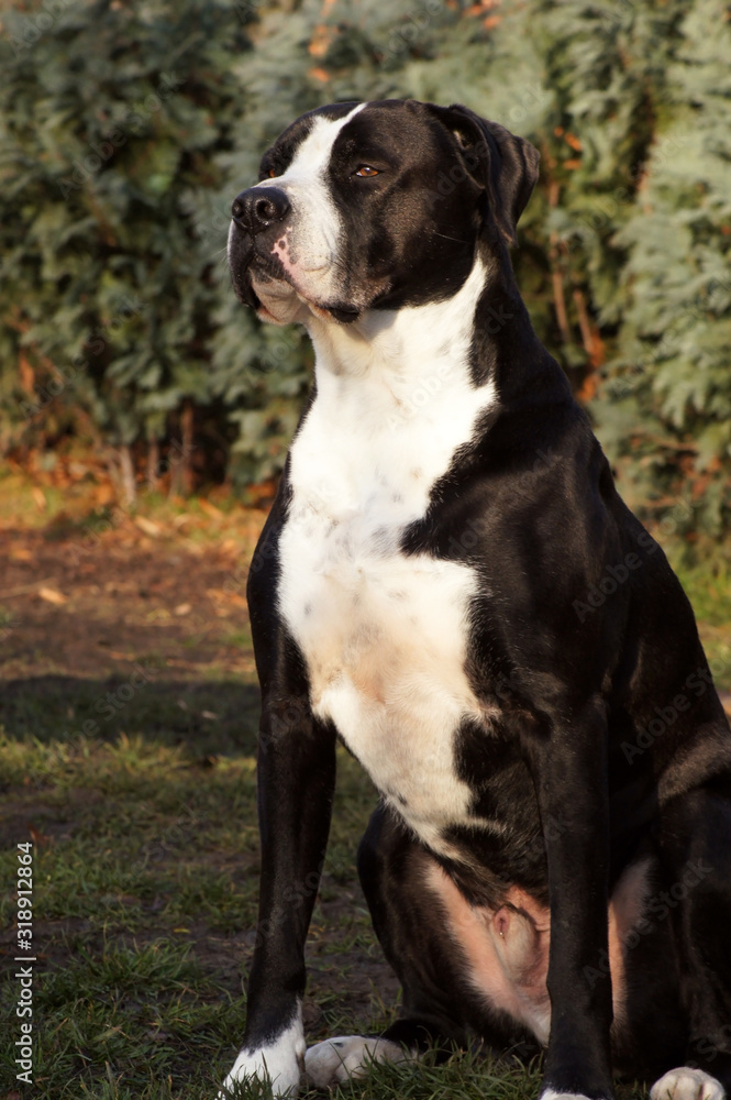 Portät einer großen schwarzen Amerikanischen Bulldogge Portät einer großen schwarzen Amerikanischen Bulldogge