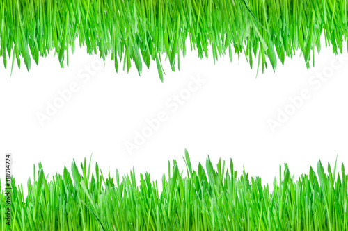 green grass. isolate on a white background. Grass from the bottom and top of the layout, border design and edging