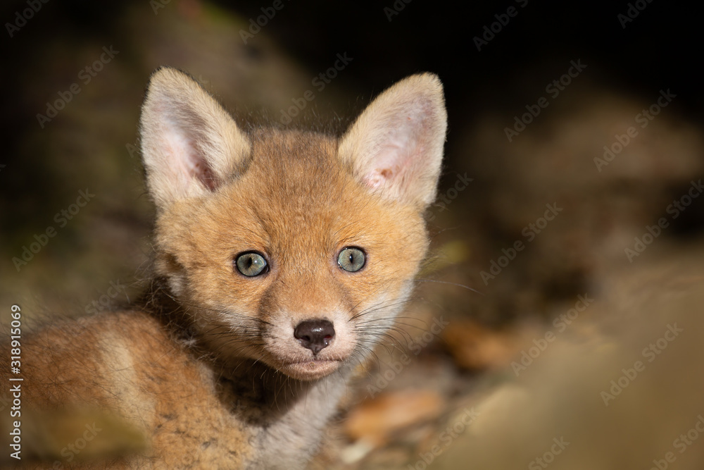 Fototapeta premium Foxy