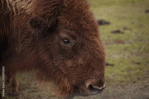 Wallpaper Mural American bison relaxing in field Torontodigital.ca