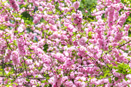 Beautiful Sakura flowers  Japanese cherry 