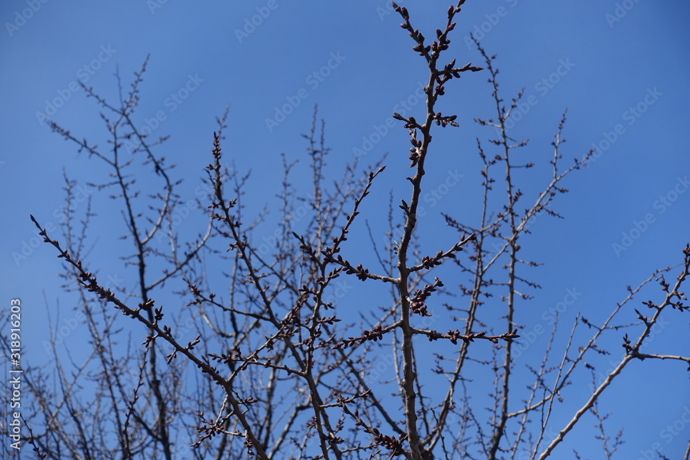 Resting flower buds on branches of apricot against blue sky in March Resting flower buds on branches of apricot against blue sky in March