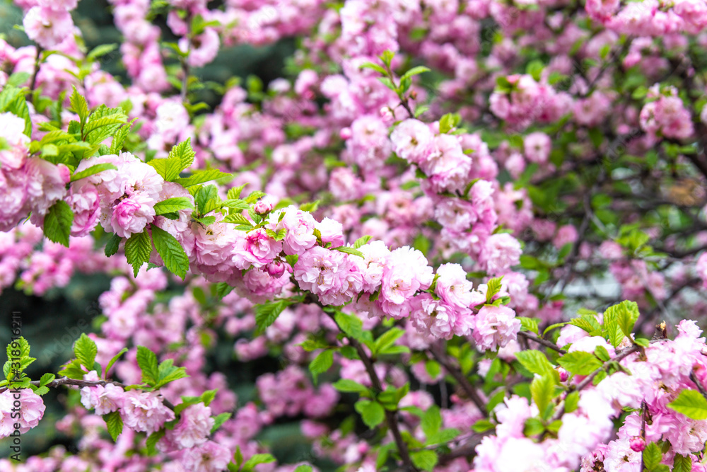 Beautiful Sakura flowers (Japanese cherry) Beautiful Sakura flowers (Japanese cherry)
