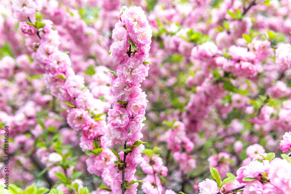 Beautiful Sakura flowers (Japanese cherry)
