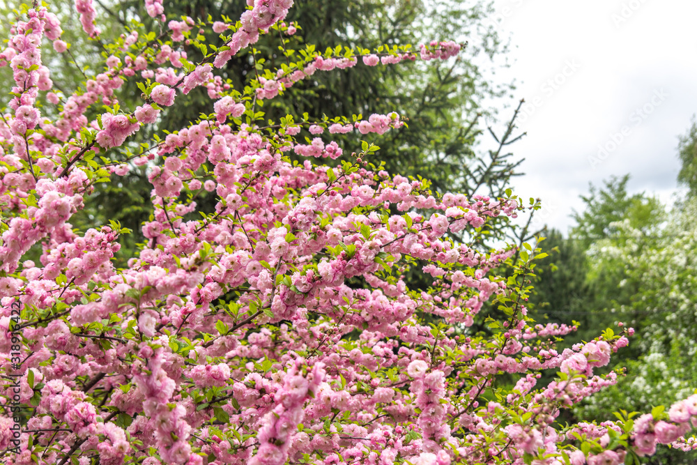 Beautiful Sakura flowers (Japanese cherry)