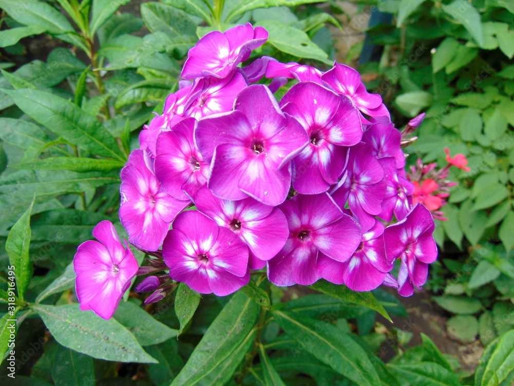 Pink Phlox inflorescence with white smears in the center of the flower close-up on a summer day. Pink Phlox inflorescence with white smears in the center of the flower close-up on a summer day.