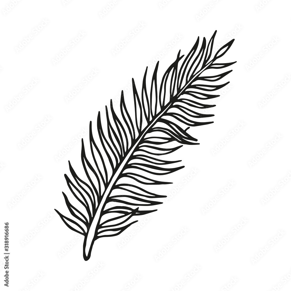 Single hand drawn palm branch, exotic tropical leaf. In doodle style, black outline isolated on a white background. Cute element for card, poster, social media banner, sticker. Vector illustration Single hand drawn palm branch, exotic tropical leaf. In doodle style, black outline isolated on a white background. Cute element for card, poster, social media banner, sticker. Vector illustration