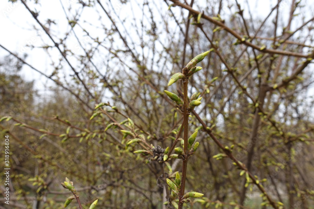 Twigs of forsythia with closed flower buds in March Twigs of forsythia with closed flower buds in March