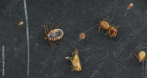 Close up Dog ticks and Flea under microscope for study in laboratory.