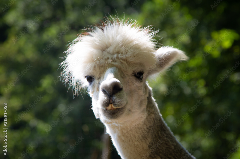 Obraz premium Alpaca