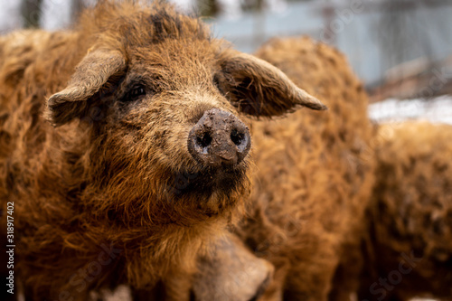 Street content of a hungarian mangalica pig. Private pig farming