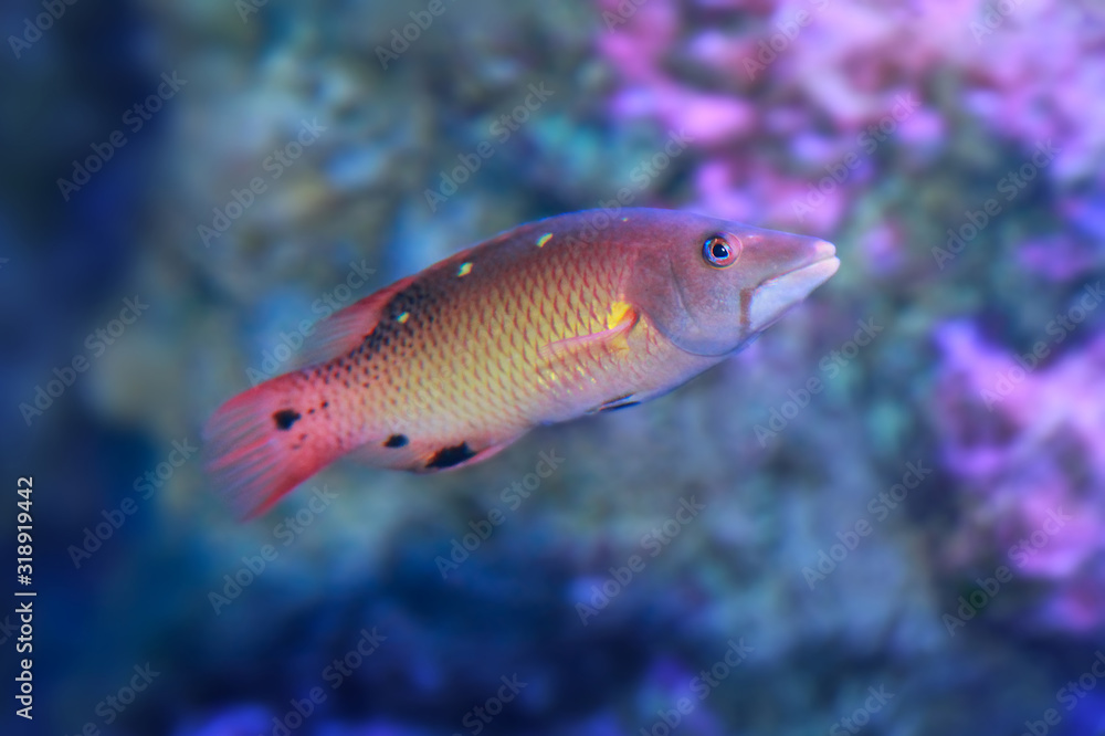 Naklejka premium Red diana hogfish