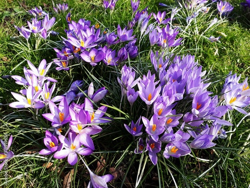 Beautiful crocus spring flowers on green grass, in the park. Crocus is a genus of flowering plants in the iris family, Iridaceae. photo