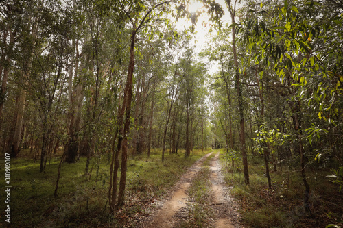Dirt track through rugged gum tree forest in New South Wales, Australia