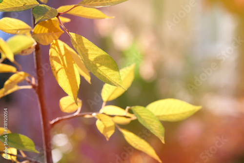 cherry branch with green and yellow leaves in autumn sunny day