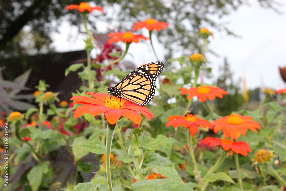 Monarchfalter sitzt auf einer Blüte Monarchfalter sitzt auf einer Blüte