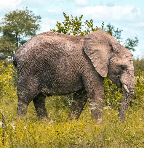 Young Elephant in Africa s wilderness