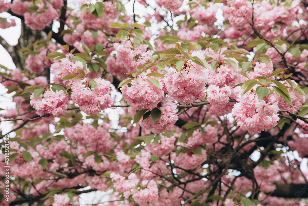 Pink sakura flower bloom in spring season. Vintage sweet cherry blossom soft tone texture background.