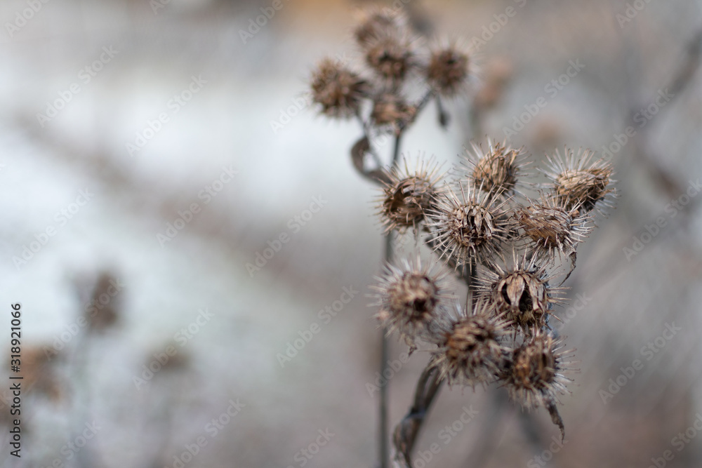 dry burdock flowers in winter with blurry background dry burdock flowers in winter with blurry background