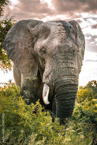 Impressive elephant bull stands close to the camera in Africa s wilderness