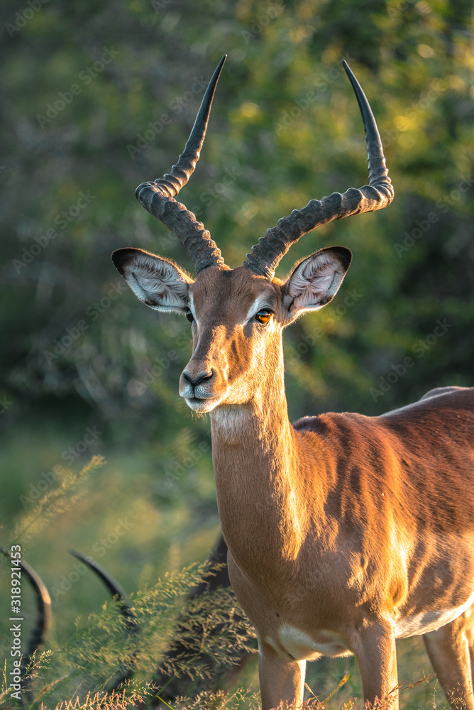 Beautiful Impala in the sunset of Africa Beautiful Impala in the sunset of Africa