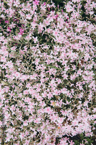 Spring purple pink flowers in botanical garden  top view