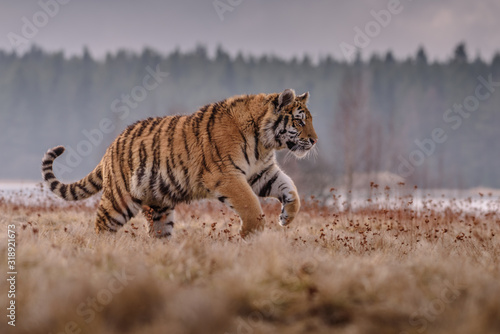 Siberian Tiger running. Beautiful, dynamic and powerful photo of this majestic animal. Set in environment typical for this amazing animal. Birches and meadows © vaclav