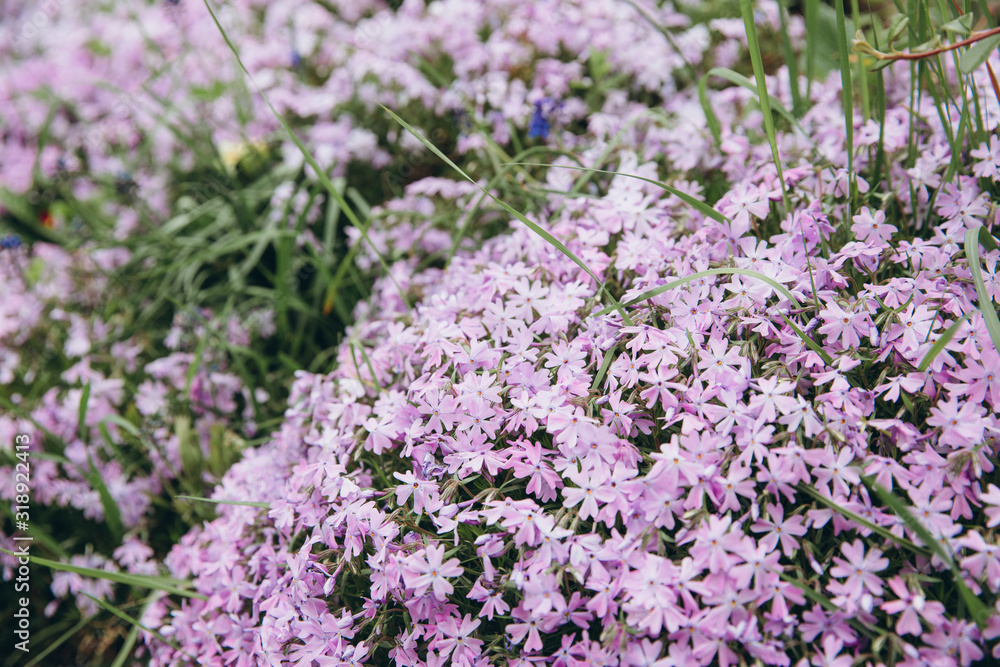 Spring purple violet flowers in nature