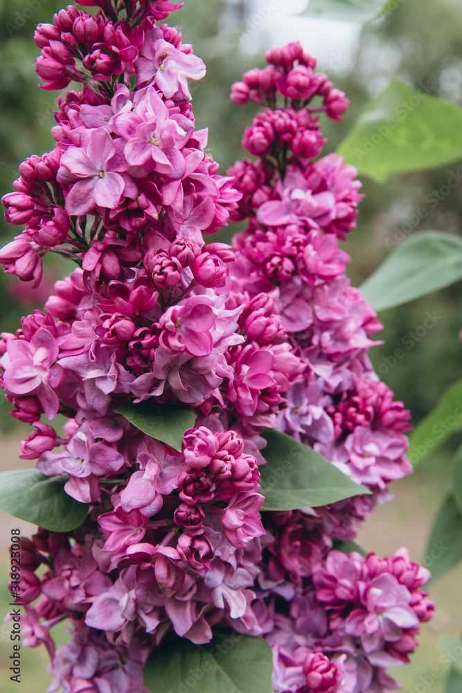 Lilac blossom in spring scene. Blooming flowers.