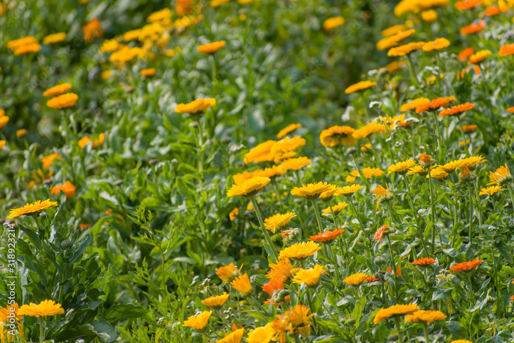 Yellow and orange pot marigold flower garden.
