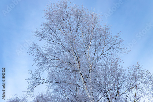 美しい美瑛の樹氷 北海道