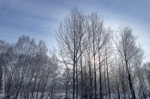 美しい美瑛の樹氷 北海道