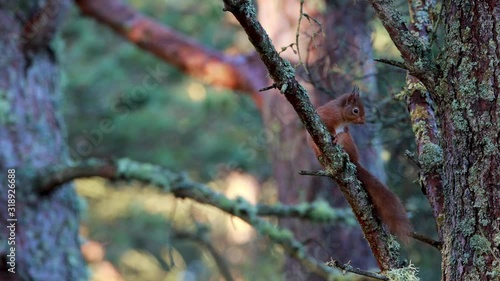 red squirrel, Sciurus vulgaris, environmental full body footage  sitting/grooming/cleaning its self on a pine tree branch during a mild winters day in Scotland.