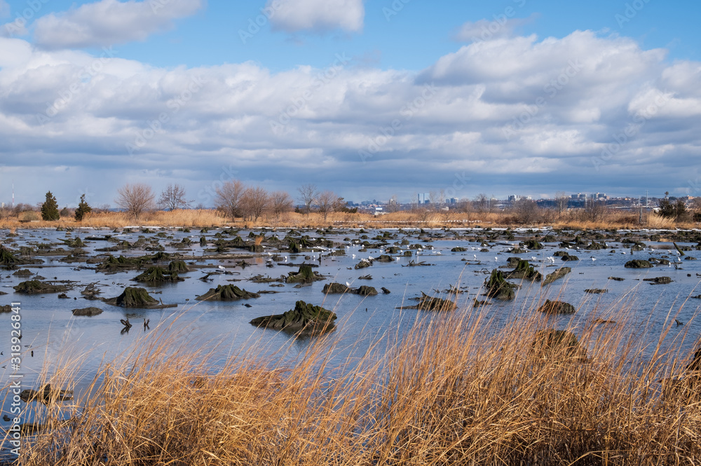 A low tide wetland marshland with a cloudy sky background