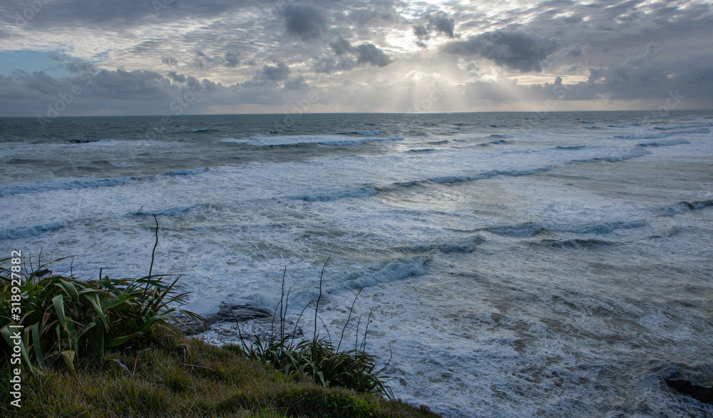 Gannet colony at Muriwai coast. Ocean. New Zealand Auckland.